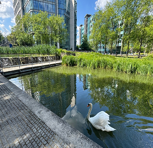 royal waterside